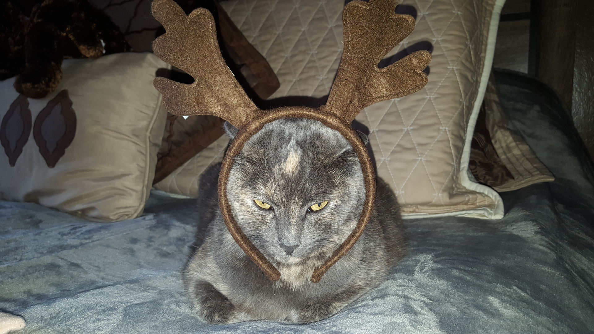 Christmas Cats 2018